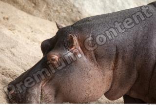 Hippo 0041